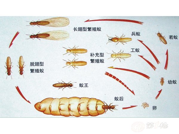 南京白蚁的种类
