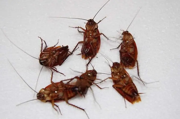 南京常见的蟑螂种类